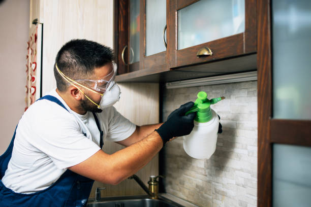 Best Wasp Removal Services  in Vero Beach South, FL